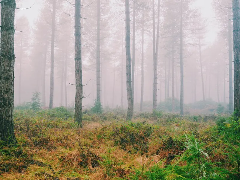 A misty winter forest, the dying woodland of the Ironroot Tactics campaign